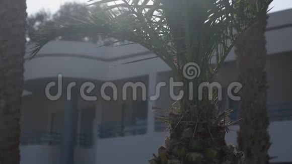 棕榈树在阳光下的缓慢动作视频的预览图