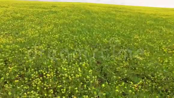 飞过田野上的黄色油菜花鸟的视野视频的预览图
