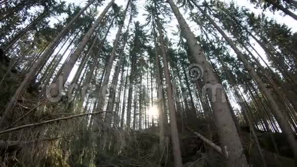 寂静的森林照耀着太阳视频的预览图