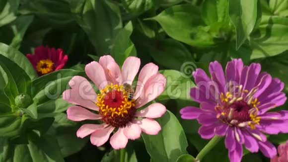 美丽的花朵在花园里绽放鲜花生意美丽的花圃在春天绽放多元色视频的预览图