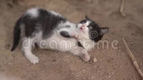可爱的小黑白猫在街上缓慢地玩耍视频的预览图