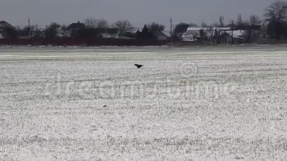 有发芽冬小麦的田地视频的预览图