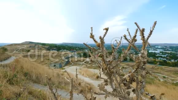 市郊蓟刺植物干视频的预览图