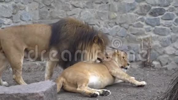 主题动物哺乳动物食肉繁殖与圈养繁殖非洲狮子和狮子的爱情游戏视频的预览图