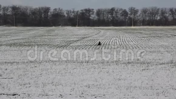 有发芽冬小麦的田地视频的预览图