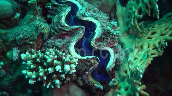 软体动物红海礁上的珊瑚中生长的双壳类三重瓣类软体动物视频的预览图