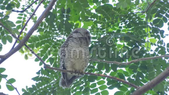 在热带雨林的树枝上的猫头鹰视频的预览图