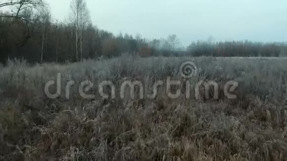 秋天林中的草霜视频的预览图