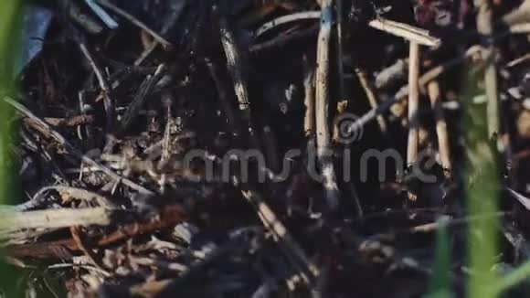 当蚂蚁一起觅食时它们在森林中的巢上看到一群蚂蚁的宏观视野日落特写镜头视频的预览图