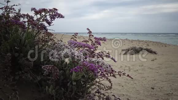 红海上开花的沙漠植物玛萨阿拉姆视频的预览图