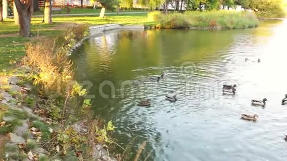 公园里的秋天池塘和鸭子视频的预览图