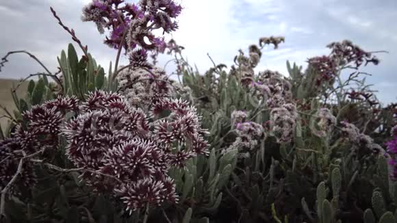 红海上开花的沙漠植物视频的预览图