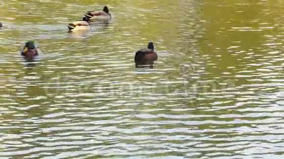 公园里的秋天池塘和鸭子视频的预览图