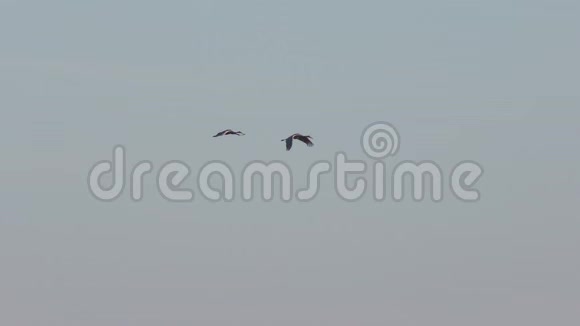 沙丘鹤逆天飞行视频的预览图