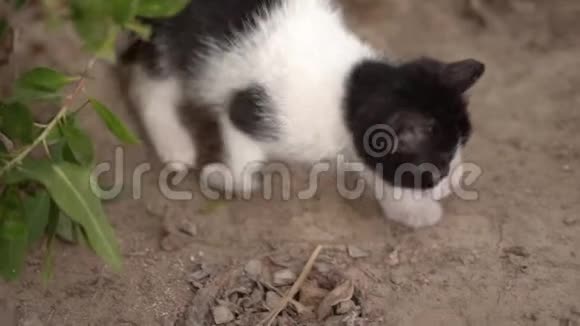 可爱的小黑白猫在街上缓慢地玩耍视频的预览图