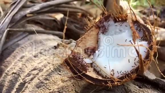 热带自然蚂蚁吃椰子视频的预览图