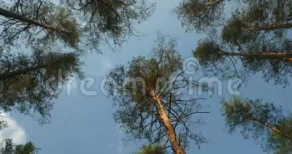 头顶上高大的松树视频的预览图