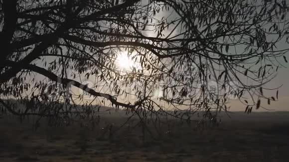 清晨的太阳在日出或日落时从树上升起视频的预览图