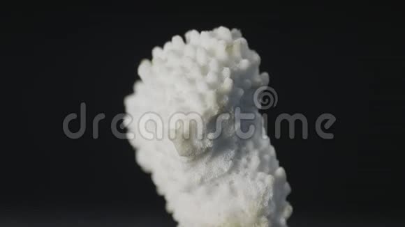 白色珊瑚接近视频的预览图