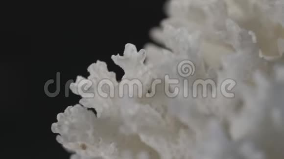 白色珊瑚接近视频的预览图