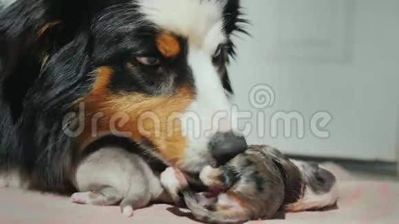 澳大利亚牧羊犬的肖像轻轻地舔一只新生的小狗照顾后代视频的预览图