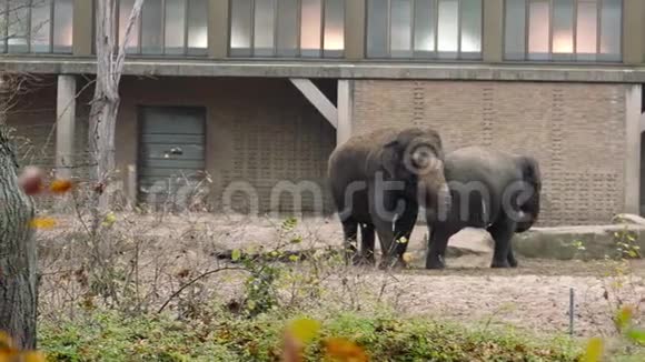 柏林动物园的大象家庭特写镜头视频的预览图