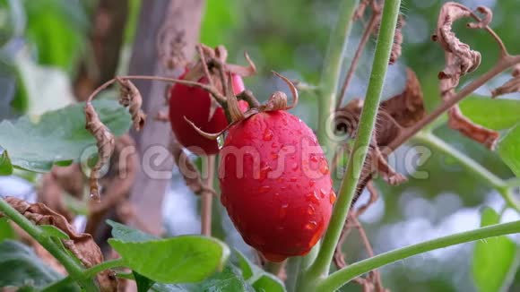 红番茄和一滴水视频的预览图