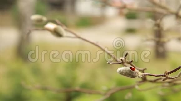红色瓢虫在蓬松的白玉兰上爬行视频的预览图