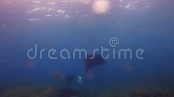 罕见的黑曼塔雷和优雅的大型白雷游泳在和平的阳光海视频的预览图