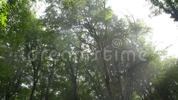 阳光透过雨林照射在异国情调的热带公园里用镜片滴下视频的预览图