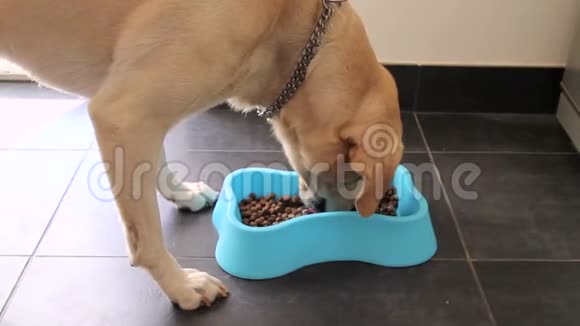 甜的黄色拉布拉多猎犬从碗里吃狗粮宠物在家享受美丽的饥饿的狗吃食物视频的预览图