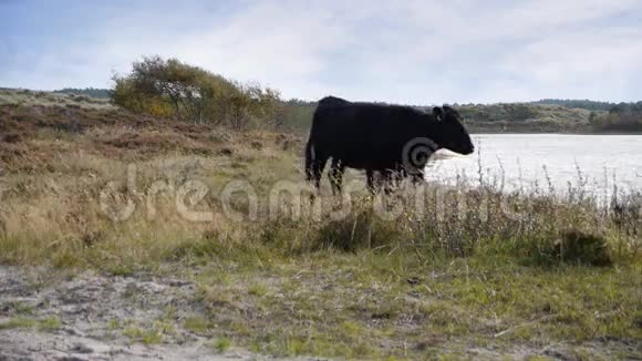 有奶牛经过的风景视频的预览图