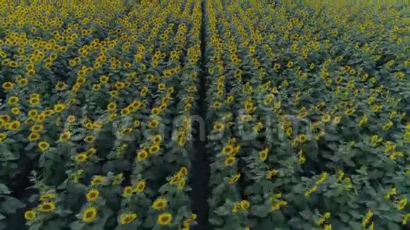 一排排向日葵缓慢地在田野上飞舞着黄色的开花植物视频的预览图