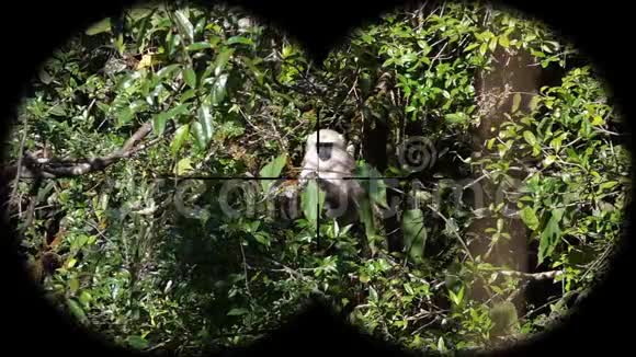 灰色Langur或HanumanLangur猴Semnopithecus片岩通过双筒看到观赏动物视频的预览图