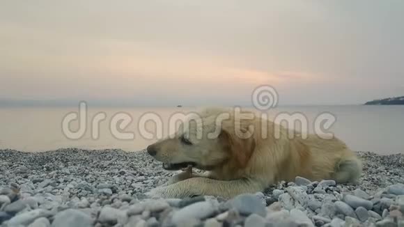 小狗在海滩玩得很开心可爱的小狗狗在海滩上玩一根木头在他的嘴视频的预览图