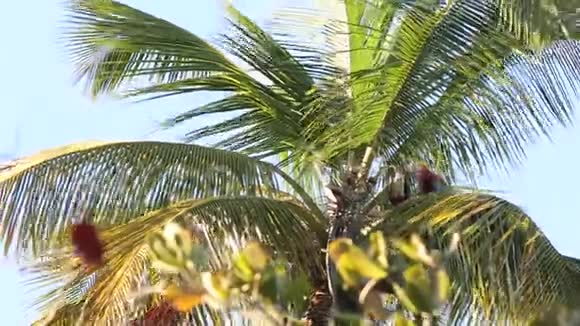 特立尼达和多巴哥棕榈树上食用椰子果实的红绿色马考斯Ara氯蝶视频的预览图