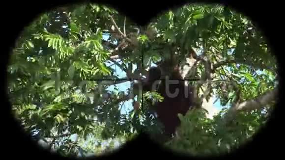 猩猩猴子Pongo透过望远镜看到观看野生动物野生动物园视频的预览图