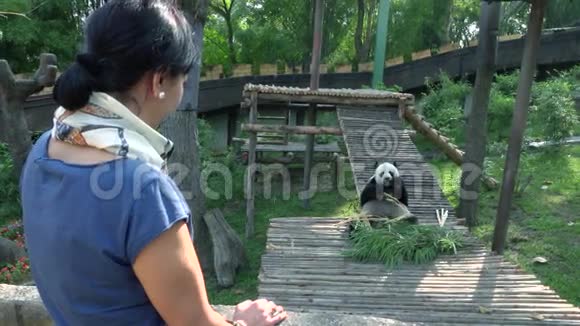 动物园里看熊猫的女人视频的预览图