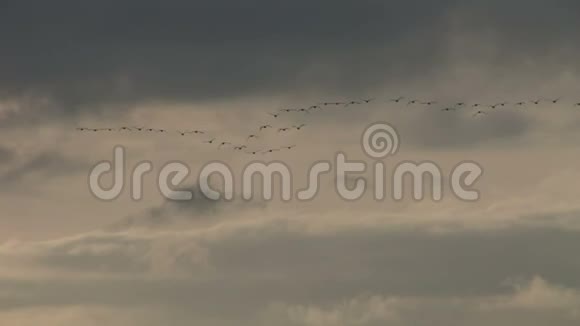 鹅在天空中排成一行飞行视频的预览图