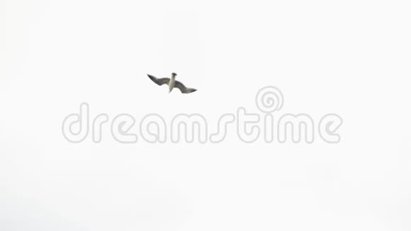 孤独的海鸥在灰色多云的天空中飞翔自由的概念库存白天在天空中翱翔的白鸥鸟视频的预览图