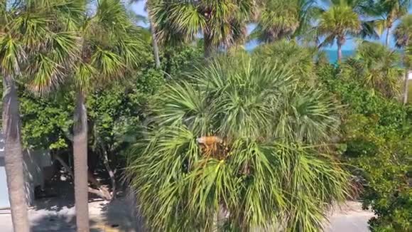迈阿密佛罗里达州美国2019年5月空中无人机全景飞行迈阿密海滩沙子棕榈树和大海从上面视频的预览图