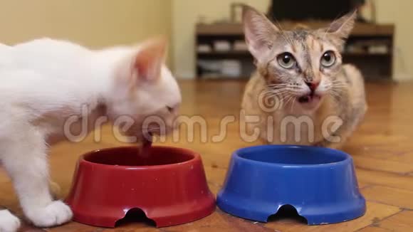 两只猫从碗里吃东西小猫吃东西两只小猫在吃东西视频的预览图