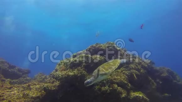 绿海龟游泳接近可爱的水生海龟平静优雅的海洋生物视频的预览图