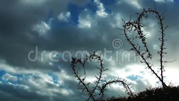 心形的植物和云视频的预览图