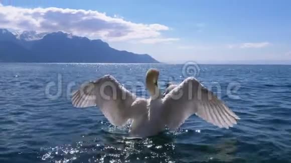 瑞士阿尔卑斯山背景下清澈的山湖中的大型白天鹅泳视频的预览图