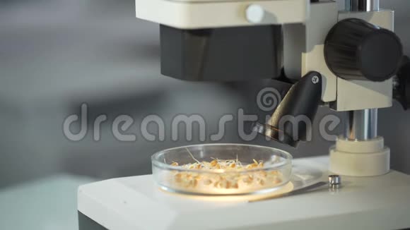 生长激素对发芽作物的显微镜观察视频的预览图
