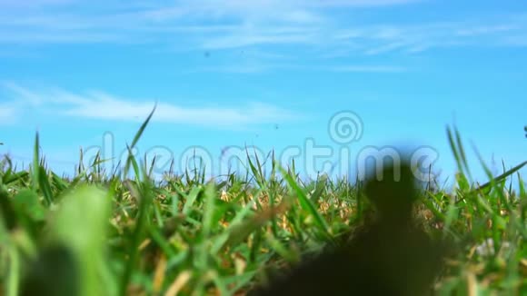 草地上的镜头慢镜头特写夏天孩子们在蓝天的草地上奔跑和坐着视频的预览图