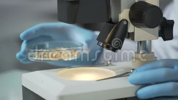 实验室科学家在显微镜下检查新培育的小麦品质视频的预览图