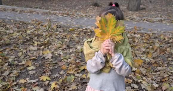 可爱的孩子在秋天的露天围着温暖的围巾玩枫黄叶视频的预览图