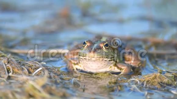绿色沼泽蛙在自然栖息地特写肖像视频的预览图